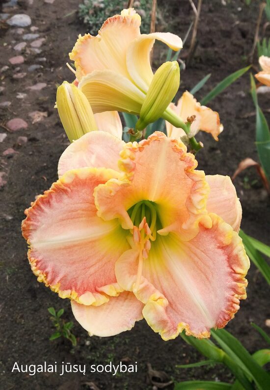 Viendienė (Hemerocallis) 'Singular Sensation'